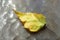Yellow green autumnal birch leaf on a sunny glass table