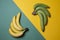 Yellow and green bananas on a colored background, ripe and unripe fruit concept