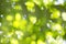 Yellow and Green Blurry Leaf Background