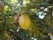 Yellow and green breadfruit fruit hanging from tree in Puerto Rico