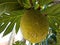 Yellow and green breadfruit fruit hanging from tree in Puerto Rico