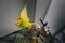 A yellow and green budgerigar parakeet takes off ready for flying from the top of her cage