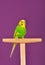 Yellow-green budgerigar parrot perched on a stand