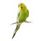 Yellow and green budgie