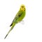 Yellow and green budgie