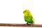 Yellow and green budgie, Budgerigar Bird