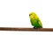 Yellow and green budgie, Budgerigar Bird