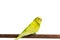 Yellow and green budgie, Budgerigar Bird