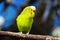 Yellow Green Budgie Parakeet