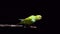 A yellow and green budgie sits on a wooden stick and flies away. Black background.