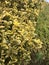 Yellow and green bushy plant in meadow.