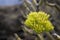 Yellow green cactus blossom