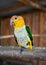 Yellow and green caique parrot bird sitting on wooden branch, closeup detail