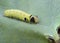 Yellow-green caterpillar on the leaf zucchini