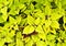 Yellow green Coleus