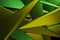 yellow and green color abstract 3d rendering technology background.