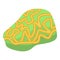 Yellow green coral icon, isometric style