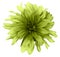 Yellow-green dahlia flower white background isolated with clipping path. Closeup. For design.