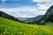 Yellow and Green Dandelion Field and Snowy Mountains with Blue s