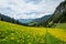 Yellow and Green Dandelion Field and Snowy Mountains with Blue s