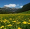 Yellow and Green Dandelion Field and Snowy Mountains with Blue sky and Clouds