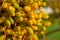 Yellow and green dates hanging from a palm tree