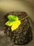 Yellow green death maple leaf in stream. Autumn castaway on wet mossy stone in cold blurred water of stream