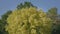 Yellow green deciduous tree with huge treetop. Autumn leaves streaming in wind.