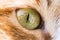 Yellow green detail of eye of ginger white cat