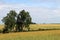 Yellow-green endless fields sown with cereals.