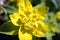 Yellow and green Euphorbia epithymoides