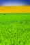 Yellow and Green Fields