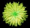 Yellow-green flower on a black background isolated with clipping path. Closeup. shaggy autumn flower.