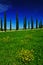 Yellow and green flower field with clear dark blue sky, Tuscany, Italy. Yellow meadow with flower. Yellow bloom with cypress tree