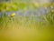 Yellow green flowerbed of budding daffodils