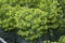 Yellow green flowerhead of Euphorbia characias