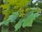 Yellow-green flowers of field maple Acer campestre
