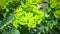 Yellow-green flowers of ornamental garden euphorbia