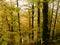 Yellow green forest at Slovenia