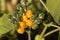 Yellow and green fruits of a dwarf tamarillo, Solanum abutiloides