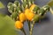 Yellow and green fruits of a dwarf tamarillo, Solanum abutiloides