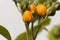 Yellow and green fruits of a dwarf tamarillo, Solanum abutiloides