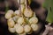 Yellow green grape in vineyard. Grape leaves seen in the background. Grape bunch on tree in the garden. A bunch of Ripeness grapes