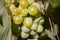 Yellow green grape in vineyard. Grape leaves seen in the background. Grape bunch on tree in the garden. A bunch of Ripeness grapes