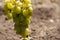 Yellow green grape in vineyard. Grape leaves seen in the background. Grape bunch on tree in the garden. A bunch of Ripeness grapes