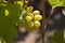 Yellow green grape in vineyard. Grape leaves seen in the background. Grape bunch on tree in the garden. A bunch of Ripeness grapes