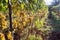 Yellow-green grapevine in wineyard. Colorful vineyard landscape in Italy. Meadows ofTuscany in autumn harvest time