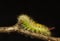 Yellow and green hairy caterpillar with red tail