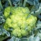 Yellow and Green Head of Green Sprouting Broccoli in Garden