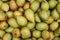 Yellow and Green Jujube backgrounds. Fresh and delicious Indian jujube fruits